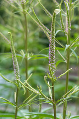 Fototapeta premium Purple flowers field in summer season. Closeup. Selective focus.