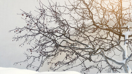 Fototapeta na wymiar Cherry tree with red berries in winter season. Bottom part of branches and trunk are painted with white, partially covered with snow. Food for birds. Sunny day. Selective focus.