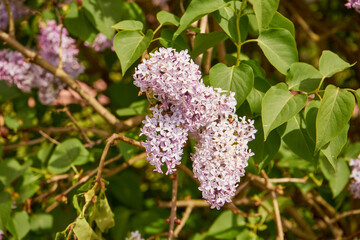 Obraz premium bez, Syringa vulgaris