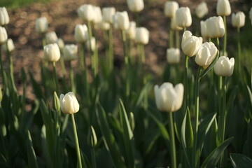 tulips in spring
