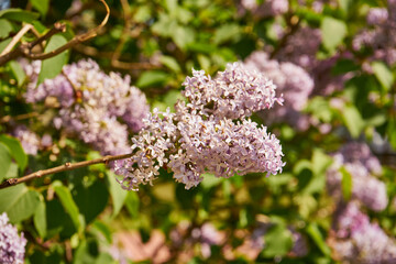 bez, Syringa vulgaris