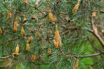 Obraz premium pine flowers on branches selective focus