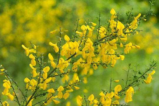 Cytisus scoparius common broom shrub with yellow flowers selective focus