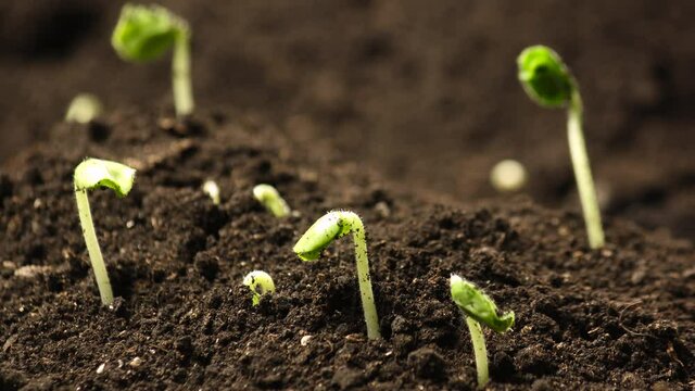 Growing plants in spring timelapse, sprouts germination newborn okra plant in greenhouse agriculture, Seeds germinate in an ecological environment