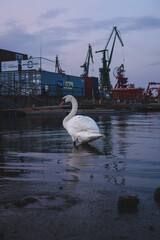 White swan in an industrial shipyard
with cranes in the background