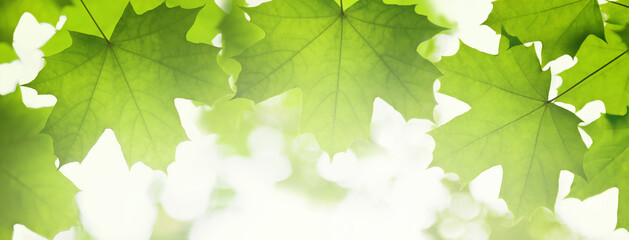 Tree leaf. Banner autumn yellow maple leaves on a branch in the park. Yellow background in sunbeams with bokeh. Beautiful natural landscape in the afternoon.