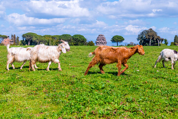 Appia Antica Park some goats graze and graze the fresh morning grass in the meadows on the edge of the Via Appia Antica. In the distance the ruins and a tumulus tomb along the ancient road to Rome.
