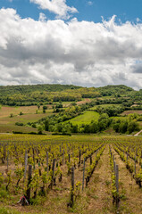 Fototapeta na wymiar Paysages de vignobles en Bourgogne