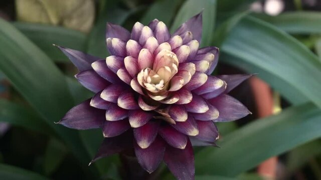 Tropical flower in the jungle. Blooming bud of exotic red flower in the rainforest. Exotic plants