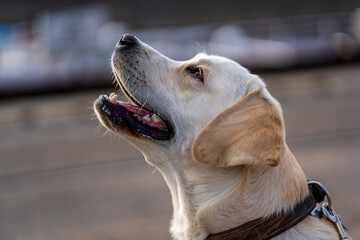 Close up portrait of a dog, Labrador Retriever.