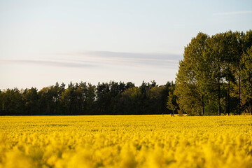 Obraz premium Cloudy sunset over golden canola field