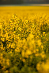 Golden canola flower in evening sun