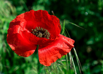 Red poppy flower in the sunlight. Red flower in the green grass.
