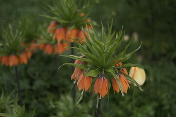 orange flowers in the garden