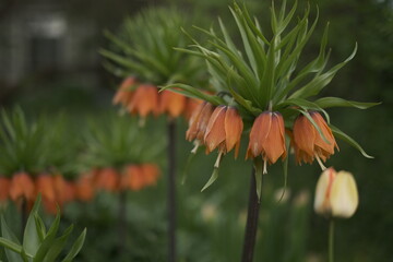 orange flower in the garden