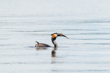 Great crested grebe eats a big perch on a lake in Brandenburg, Germany.