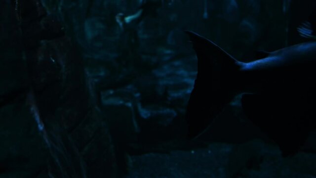 Giant pacu Fish swimming undersea in deep dark ocean,close up shot
