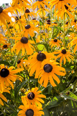 Yellow ox-eye daisy with small worm on floral disc