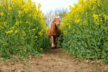 little haflinger pony runs in a track in the rapeseed field