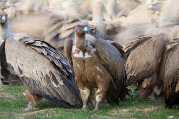 The griffon vulture (Gyps fulvus), a vulture with a background consisting of afighting flock of vultures. A large group of vultures feed on prey. An unusual photo of feeding vultures.