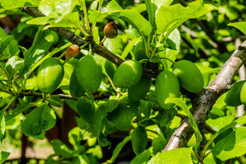 Unripe plum fruits on the branch. Unripe plum fruits on the branch in spring.