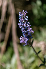 Obraz premium Nepeta teydea pertenece a la familia Lamiaceae