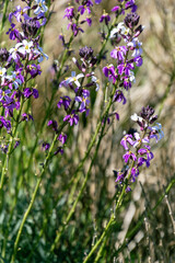 Erysimum scoparium pertenece a la familia Brassicaceae