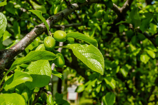 Unripe plum fruits on the branch. Unripe plum fruits on the branch in spring.