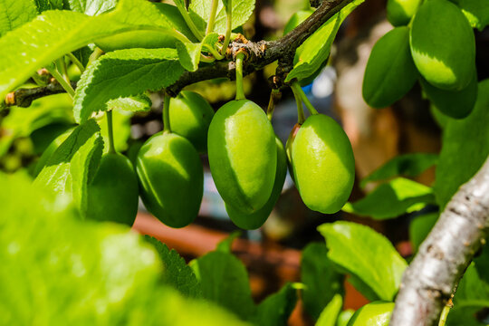 Unripe plum fruits on the branch. Unripe plum fruits on the branch in spring.
