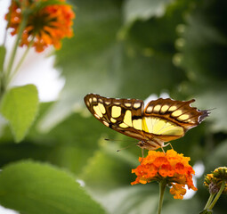 Malachite butterfly sat on orange flowers