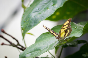 Malachite butterfly sat on leaves