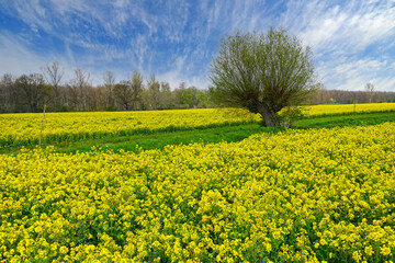 Field of bright yellow flowering rapeseed, Brassica napus, in spring. 