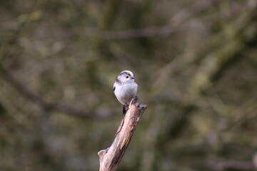 Long-tailed tit perched on branch
