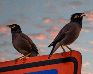 Mynah