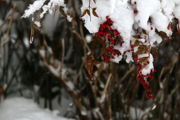 南天に積もった雪