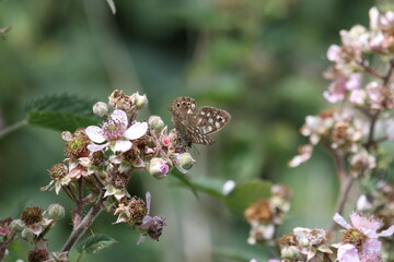 Speckled wood butterfly on flowers