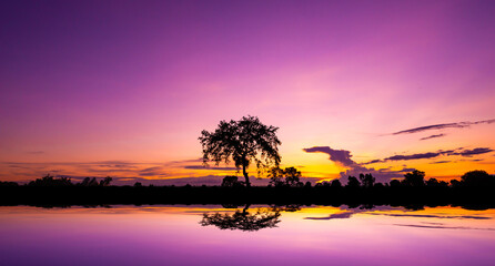 Safari theme.Amazing sunset and sunrise.Panorama silhouette tree in africa with sunset.Dark tree on...