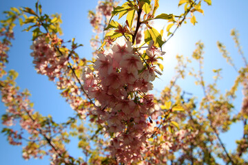 逆光で桜を見上げる