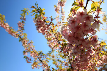 逆光で桜を見上げる