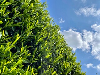 Hecke - Kirschlorbeer