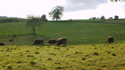 Vaches limousines broutant de l'herbe dans les champs