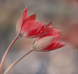 Kwiaty Tulipany botaniczne "Little beauty" Flowers in dew
