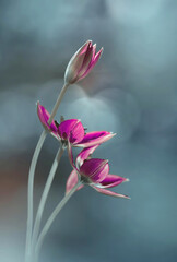 Fototapeta premium Tulipani rosa, fiori di primavera