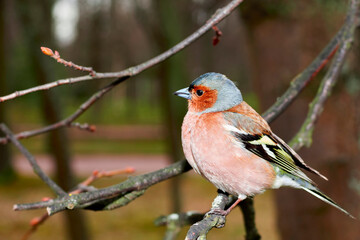 Small cute bird sits on tree branch