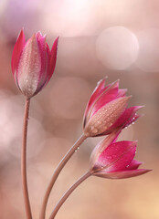 Naklejka premium Tulipani rosa, fiori di primavera