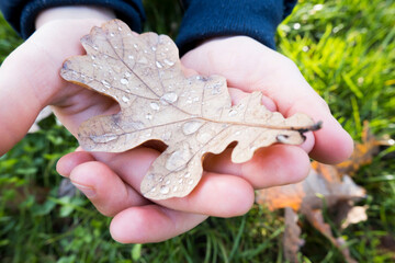 children's hands with dry oak leaves with drops after rain