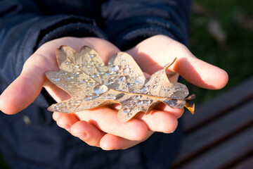 children's hands with dry oak leaves with drops after rain