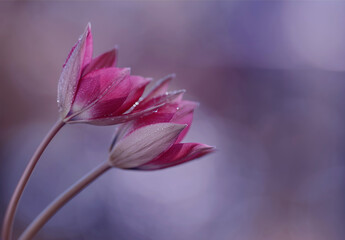  Tulipany "Little beauty" 
