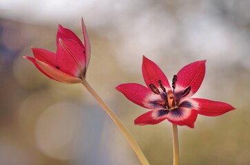 Kwiaty Tulipany botaniczne 