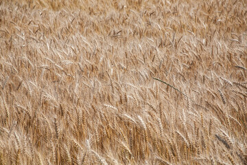 Wheat cultivation complex in Korea